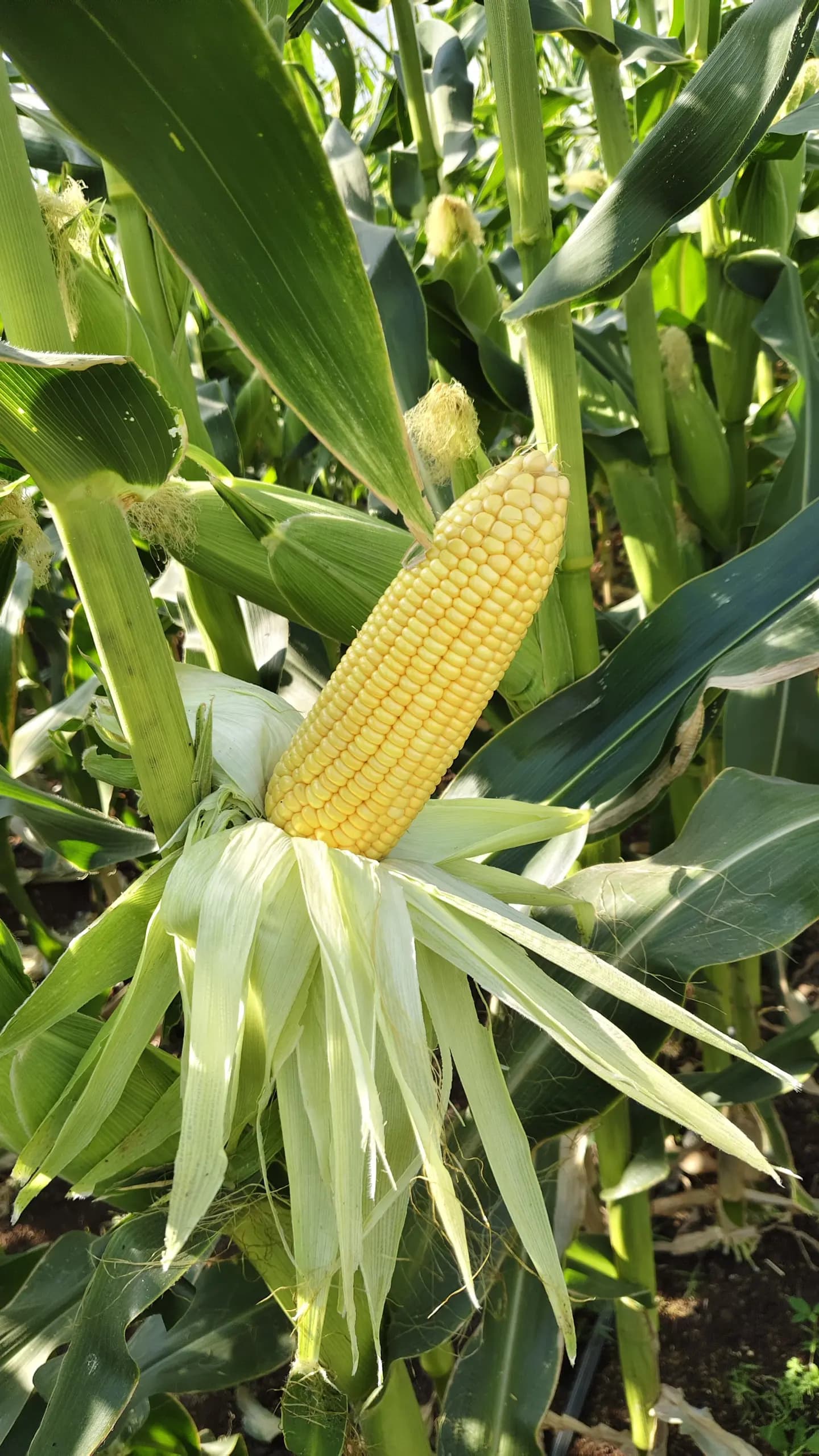 Soil Enhancers