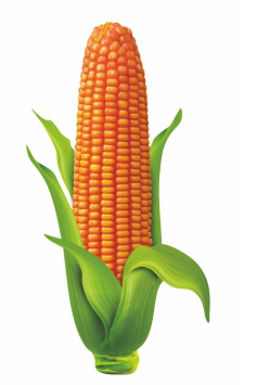 Wheat Varieties